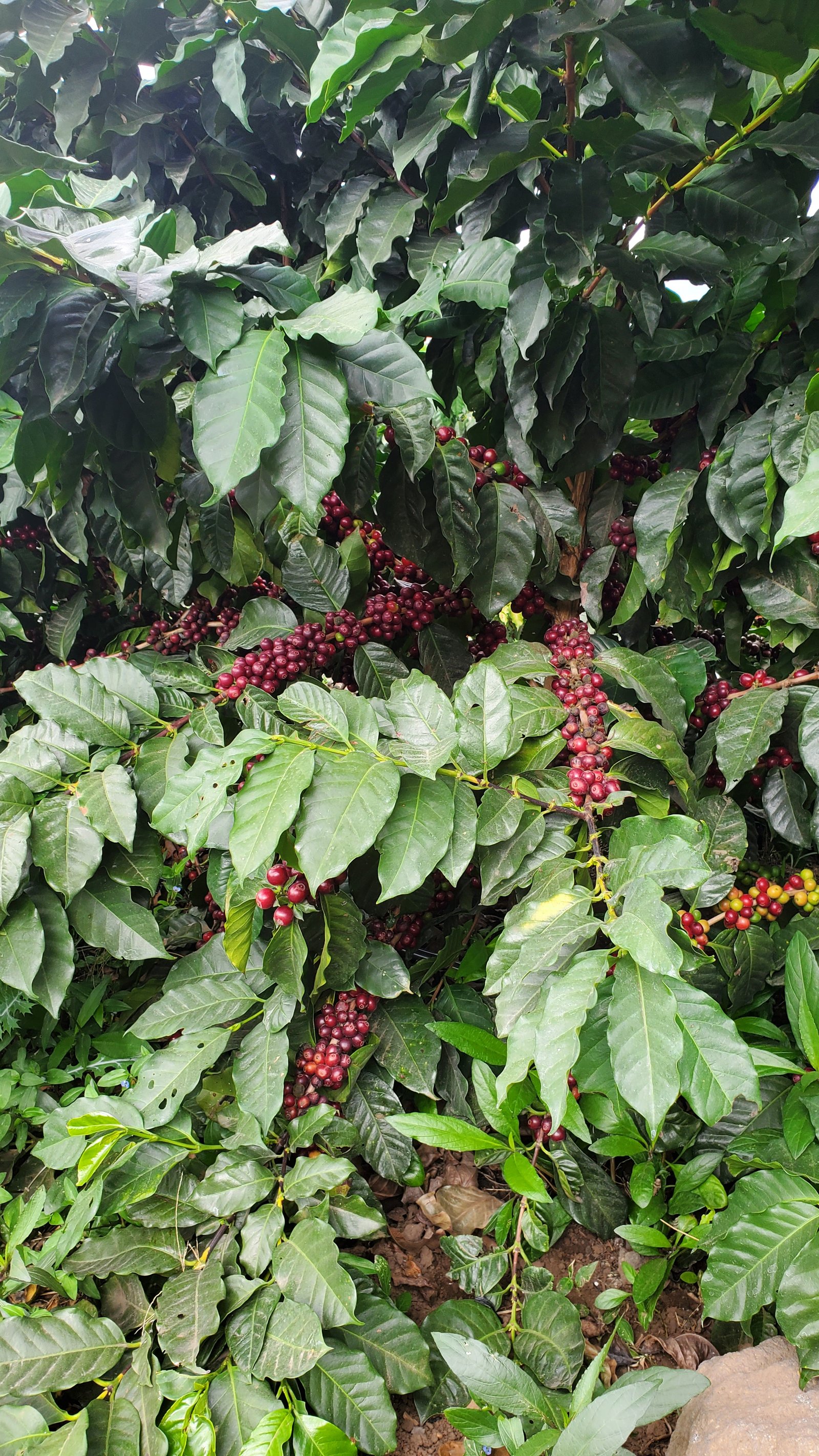 Cultivation